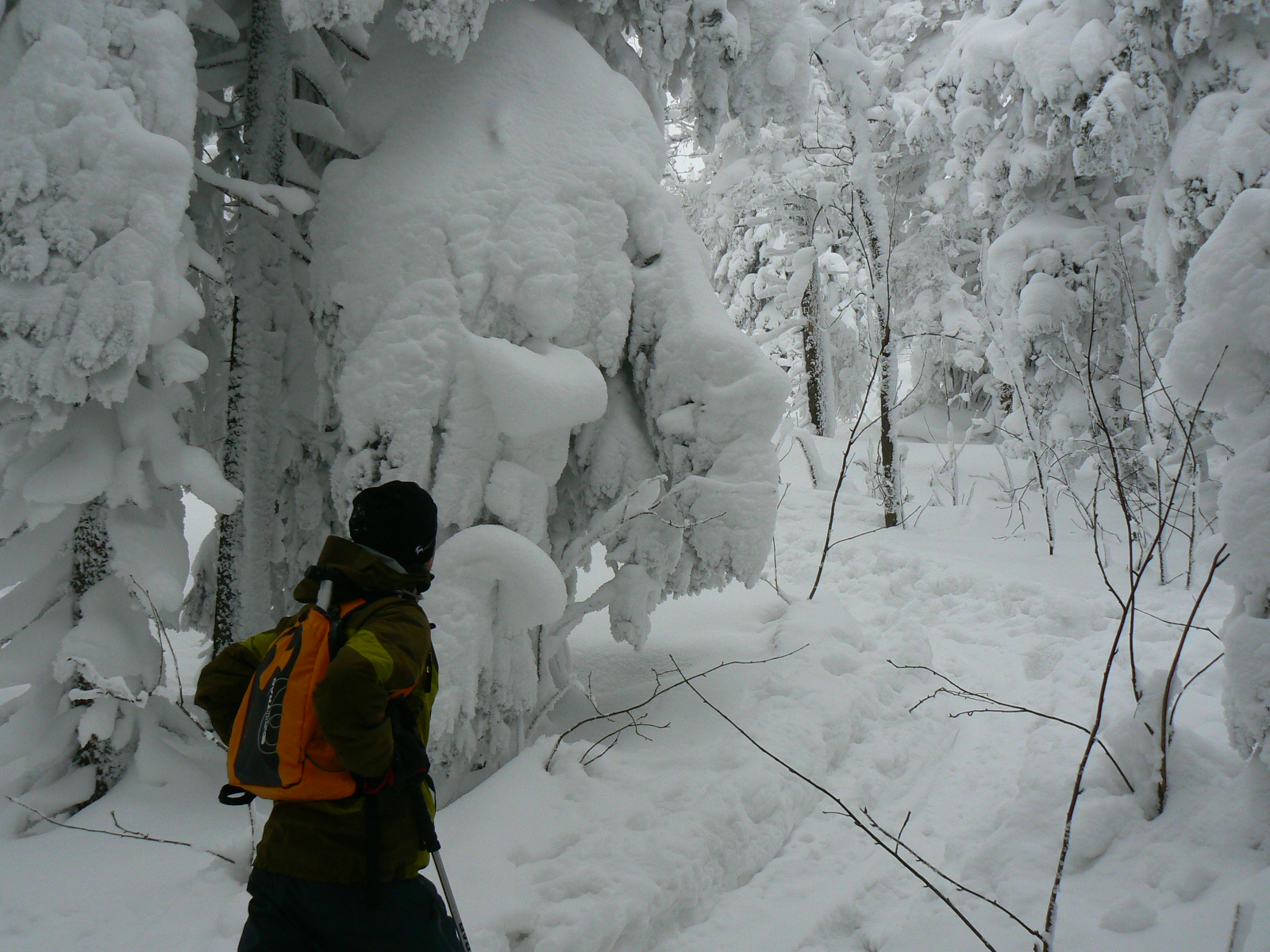 Zalegający na drzewach iglastych okiść śnieżna (fot. P. Chrustek)