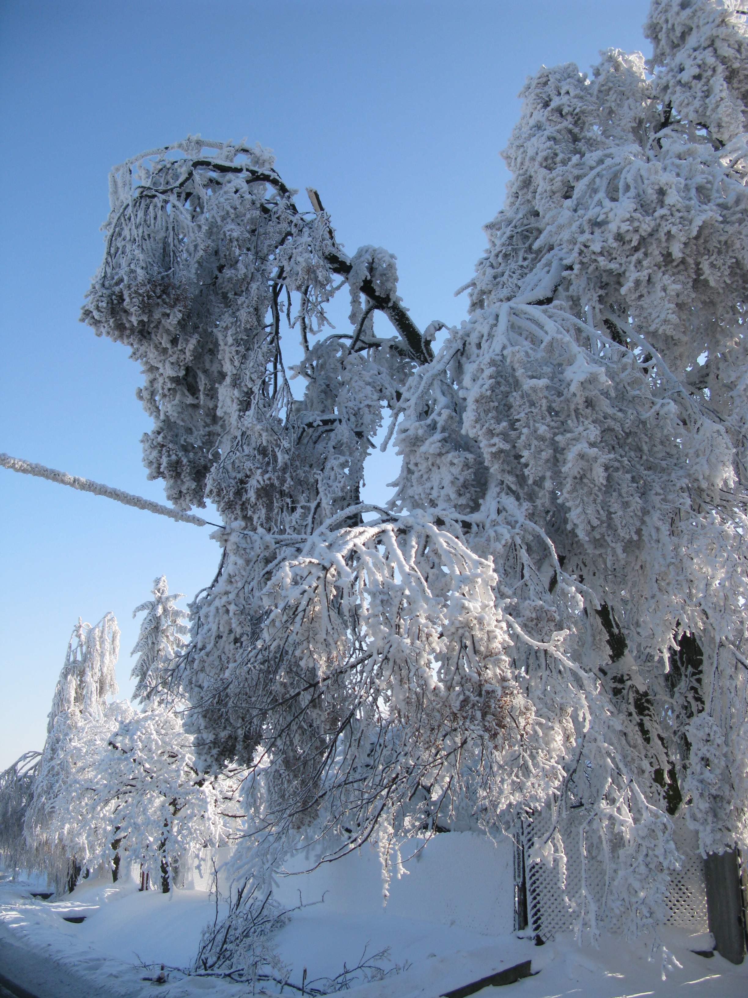 Drzewa łamiące się pod ciężarem oblodzonej szadzi i śniegu (Pogórze Wielickie, styczeń 2010) (fot. J. Walawender)